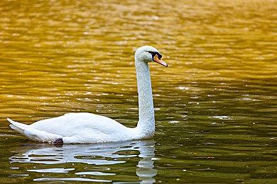 Capcom将在大阪建新基地 强化游戏研发能力、继续支持RE引擎